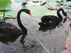 -昆山城市生态森林公园