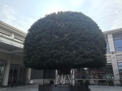 -成都安仁福朋喜来登酒店