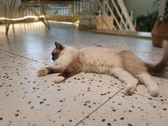 -喵喵咪呀布偶猫咖(春熙路店)