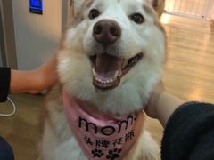 -Husky Go! 哈士奇体验馆·宠物咖啡厅狗咖