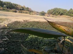 -艾溪湖湿地公园