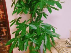 -怡花宜木鲜花店(朝阳路店)