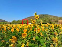 -亚龙湾国际玫瑰谷