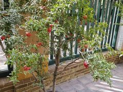 -艾提尕尔清真寺