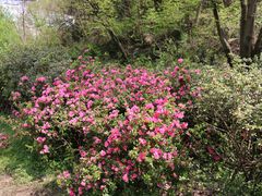 -木兰云雾山
