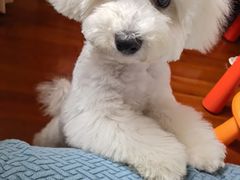 -翊宠yipet猫狗购宠庄园犬舍•猫舍