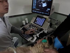 -乐派堂宠物医院·猫友好· 心脏科(东街店)