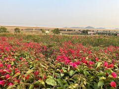 -光明小镇欢乐田园