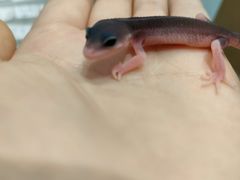 -酷以爬仙阁实体爬宠店·守宫·蜥蜴·专业繁育