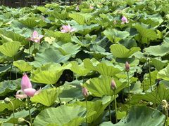 -洪湖生态旅游区