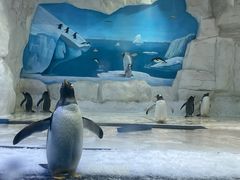 -华夏文旅海洋公园