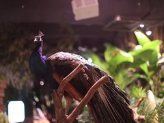 -正佳雨林生态植物园