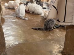 -猫猫幼稚园·撸猫·桌游·电玩