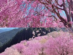 -奈良公园
