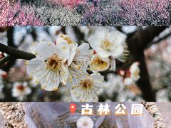 -南京古林公园