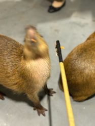 -Zoolung Zoolung动物主题公园(海信广场店)