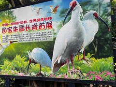 -广州长隆飞鸟乐园