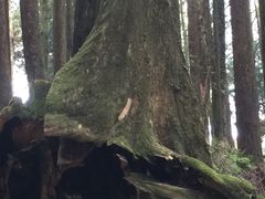 -阿里山神木遗迹