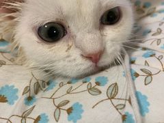 -纳吉亚猫专科动物医院博雅分院