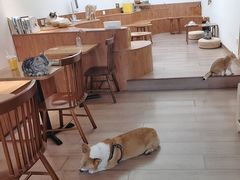 -有猫主题·治愈系猫咖(曾厝垵店)