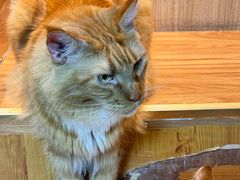 -MOCHA明星猫咖(田子坊店)