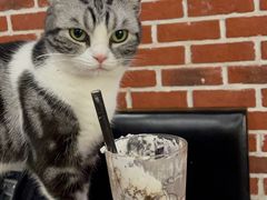 -猫小院猫主题餐厅(南锣旗舰店)