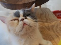 -平行世界·猫咖(首经贸店)