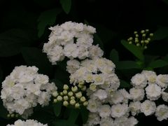 -金花茶公园