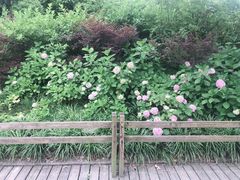 -新江湾城公园