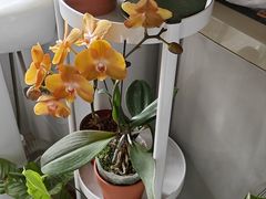 -双季花艺园艺市场(浦东店)