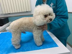 -欧奕国际动物医院