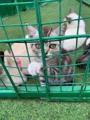 -萌宠亲子动物乐园(槐房万达店)