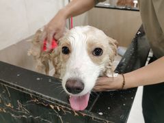 -乐琪宠物(青塔西路店)