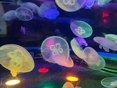 -太平洋海底世界