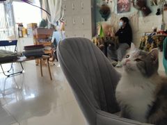 -平行世界·猫咖(首经贸店)