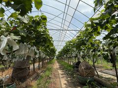 -马陆小张葡萄园农家乐