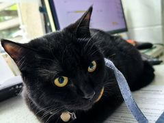 -萌兽医馆·宠物医院·猫骨科(创景店)