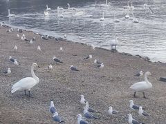 -烟墩角天鹅湖