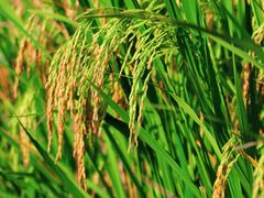 -光明小镇欢乐田园