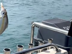 -小猫钓鱼海钓俱乐部(椰梦长廊店)