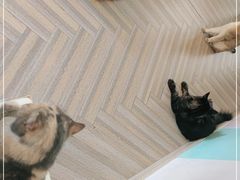 -酷豆宠物咖啡·宠物美食·撸猫馆