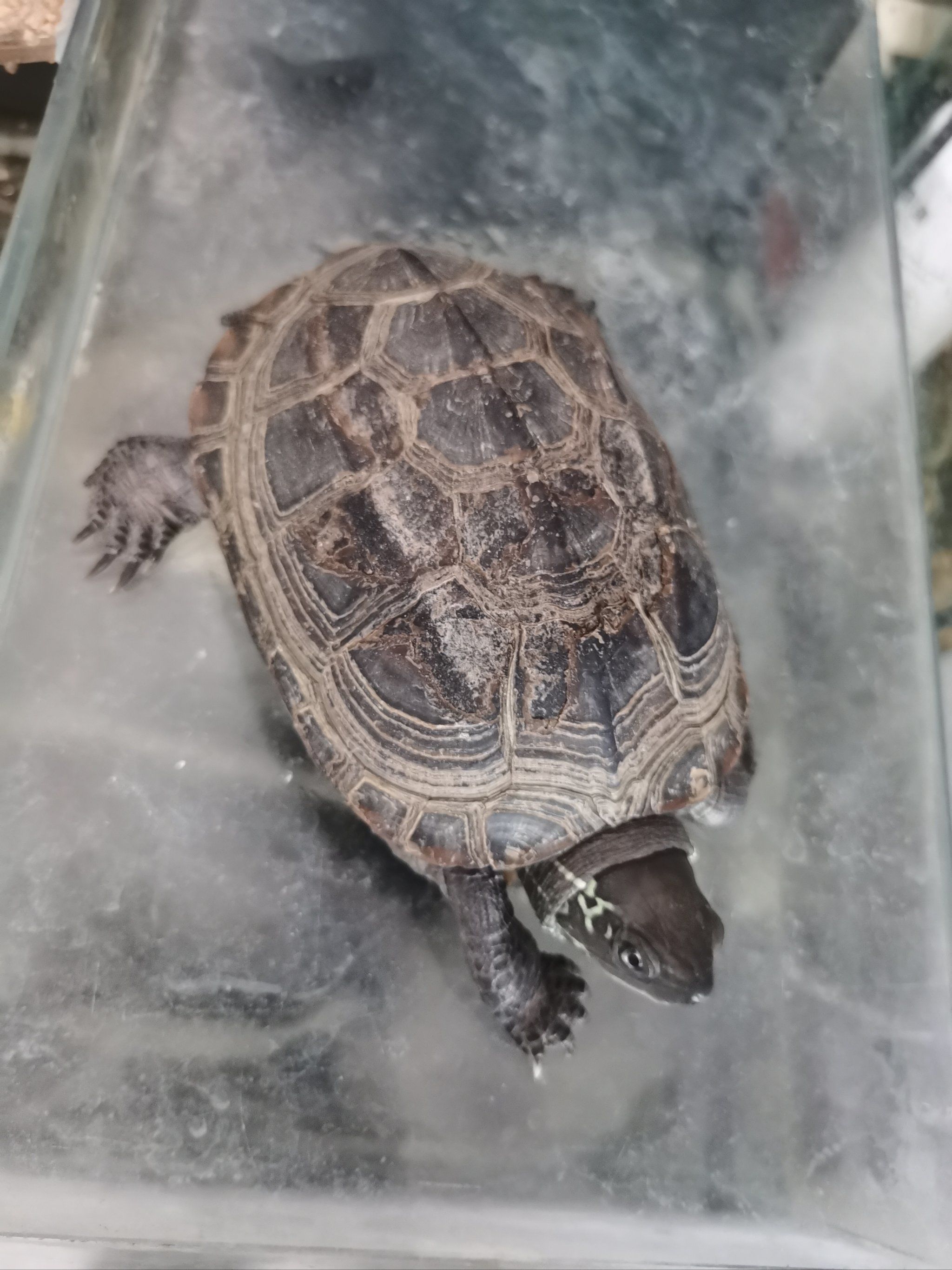 悠闲的乌龟