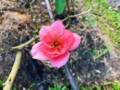 -亚龙湾国际玫瑰谷