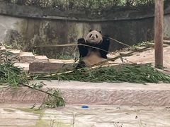 -中国大熊猫保护研究中心雅安碧峰峡基地