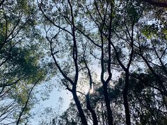 -上海共青森林公园