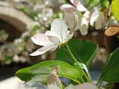 -海棠花溪(元大都城垣遗址公园)