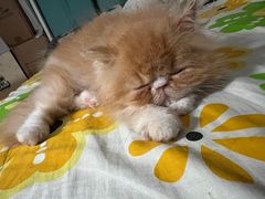 -美迦爱-牙专科·兔科·骨科诊疗中心(北苑店)