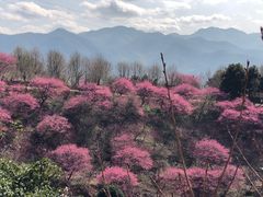 -新建村梅花