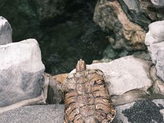 -龙华寺