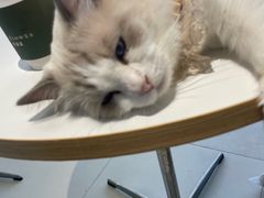 -怪兽屋·羊驼·猫咖·狗咖(俊华广场店)